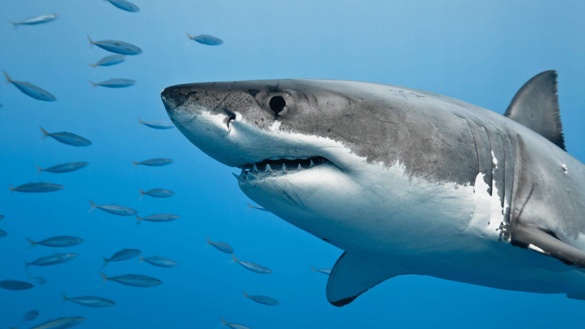 Shark Tank: conheça quais foram os empreendimentos de sucesso que
