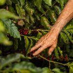 Mão de uma pessoa colhendo frutos maduros de café em uma plantação.