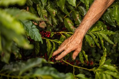 Mão de uma pessoa colhendo frutos maduros de café em uma plantação.