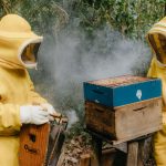 Dois apicultores usando roupas de proteção trabalham juntos em uma colmeia ao ar livre.