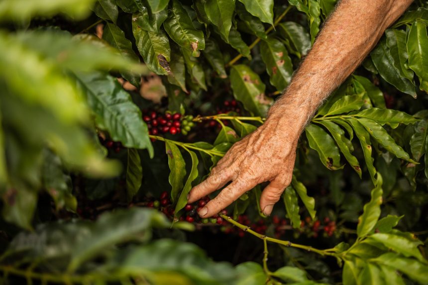 Mão de uma pessoa colhendo frutos maduros de café em uma plantação.