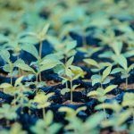 Mudas jovens de espécies nativas crescendo em um viveiro de plantas.