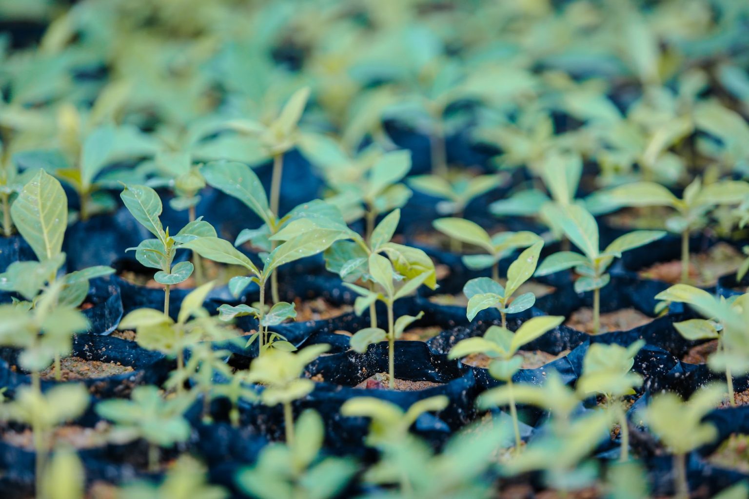 Mudas jovens de espécies nativas crescendo em um viveiro de plantas.